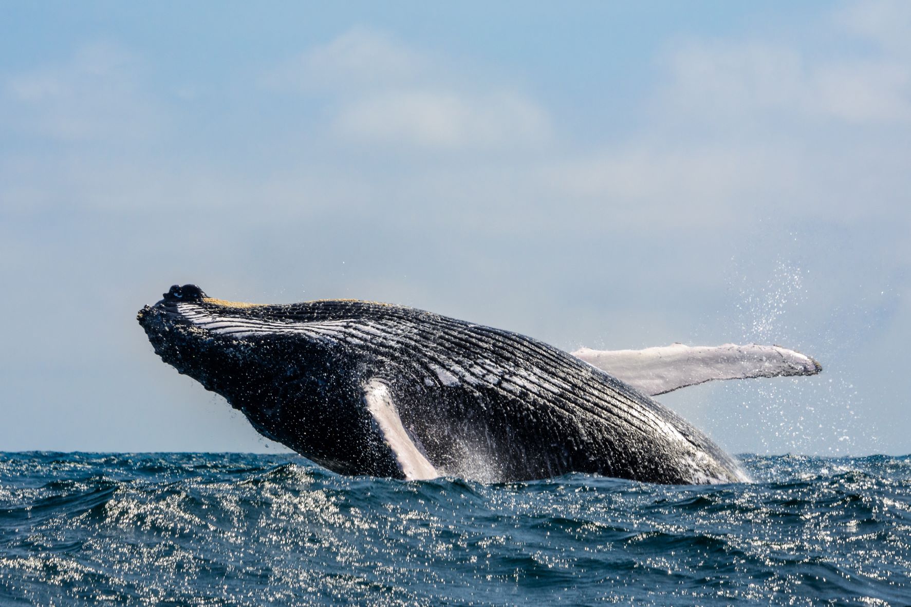 Whale watching people on a boat